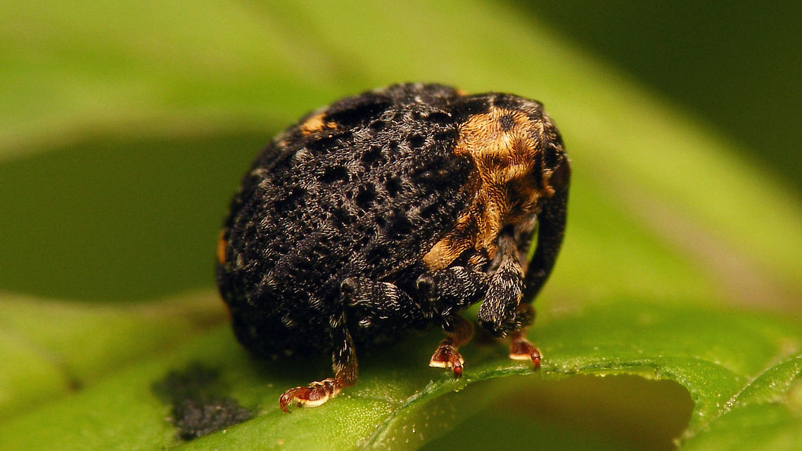 Cionus tuberculosus - Side  Cionini,Cionus,Cionus tuberculosus,Curculionidae,Curculioninae,Weevil