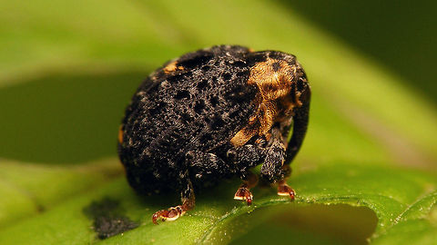 Cionus tuberculosus - Side  Cionini,Cionus,Cionus tuberculosus,Curculionidae,Curculioninae,Weevil