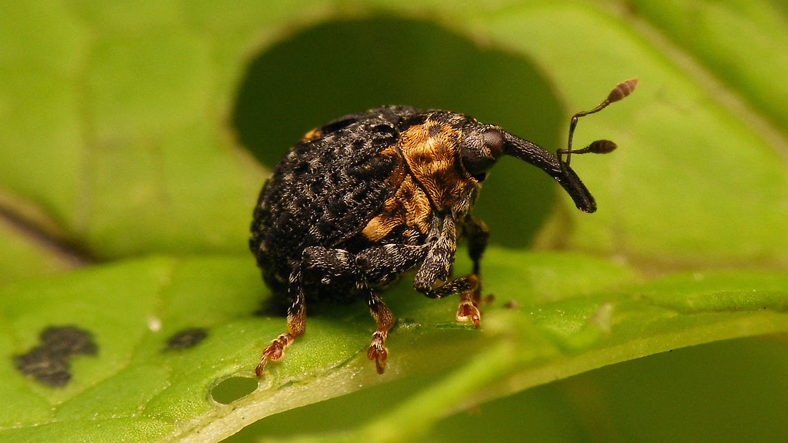Cionus tuberculosus - Streched  Cionini,Cionus,Cionus tuberculosus,Curculionidae,Curculioninae,Weevil