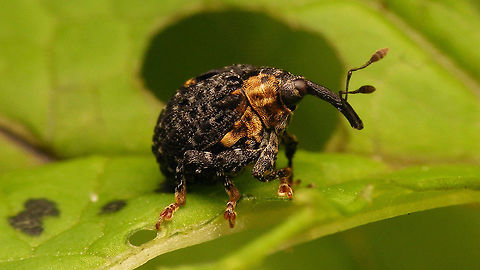 Cionus tuberculosus - Streched  Cionini,Cionus,Cionus tuberculosus,Curculionidae,Curculioninae,Weevil