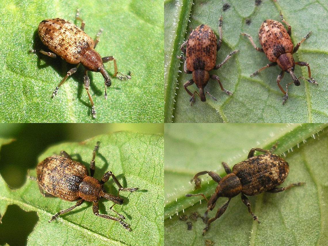 Hypera rumicis - Imagos from cocoons In 2008 I took in some cocoons of Hypera rumicis and let the beetles mature at home to document this part of the development:<br />
<figure class="photo"><a href="https://www.jungledragon.com/image/71587/hypera_rumicis_-_cocoons_with_pupae_inside.html" title="Hypera rumicis - Cocoons with pupae inside"><img src="https://s3.amazonaws.com/media.jungledragon.com/images/3043/71587_thumb.jpg?AWSAccessKeyId=05GMT0V3GWVNE7GGM1R2&Expires=1769040010&Signature=Vcy9cc%2FZQZ%2BY0FOUOTd%2FVGYuZKA%3D" width="200" height="150" alt="Hypera rumicis - Cocoons with pupae inside Here are some of the beetles that emerged:<br />
https://www.jungledragon.com/image/71585/hypera_rumicis_-_imagos_from_cocoons.html<br />
The weevils in the the subfamily Hyperinae are untypical for weevils in their development as the larvae are free living on the host plant's surface, much like most butterfly caterpillars. Most weevils develop underground or internally in the plant. The larvae also look a little bit like caterpillars. When these are ready to pupate they will create a cocoon made of secretions and pupate inside of it. The cocoons can be quite different in appearance and substance between species.<br />
For example, here is the (empty) cocoon of Hypera arator:<br />
https://www.jungledragon.com/image/71599/hypera_arator_-_cocoon.html Cocoon,Curculionidae,Hypera,Hypera rumicis,Hyperinae,Pupae,rumicis" /></a></figure><br />
<figure class="photo"><a href="https://www.jungledragon.com/image/71588/hypera_rumicis_-_teneral_beetle_still_in_cocoon.html" title="Hypera rumicis - Teneral beetle still in cocoon"><img src="https://s3.amazonaws.com/media.jungledragon.com/images/3043/71588_thumb.jpg?AWSAccessKeyId=05GMT0V3GWVNE7GGM1R2&Expires=1769040010&Signature=Pjc8klO%2F6jruhZaZRjXzbBIgM9I%3D" width="200" height="150" alt="Hypera rumicis - Teneral beetle still in cocoon Normally the beetle's eclosure from the pupal skin all happens inside the cocoon so that the teneral beetle remains protected while hardening. Only after it is fully ready it will (be able to) chew through the tough cocoon and walk away into the world.  Cocoon,Curculionidae,Hypera,Hypera rumicis,Hyperinae,Teneral,rumicis" /></a></figure><br />
<figure class="photo"><a href="https://www.jungledragon.com/image/71586/hypera_rumicis_-_pupa_and_teneral_beetle.html" title="Hypera rumicis - Pupa and teneral beetle"><img src="https://s3.amazonaws.com/media.jungledragon.com/images/3043/71586_thumb.jpg?AWSAccessKeyId=05GMT0V3GWVNE7GGM1R2&Expires=1769040010&Signature=QNgeWxmFqabbNcOEiqr0OGYlsFY%3D" width="200" height="150" alt="Hypera rumicis - Pupa and teneral beetle Te get a better look, I removed a pupa from its "cage" (cocoon) - very tough material! ...<br />
Normally pupa and teneral beetle will remain in the cocoon for protection<br />
https://www.jungledragon.com/image/71588/hypera_rumicis_-_teneral_beetle_still_in_cocoon.html Curculionidae,Hypera,Hypera rumicis,Hyperinae,Pupae,rumicis,teneral" /></a></figure><br />
 Curculionidae,Hypera,Hypera rumicis,Hyperinae,rumicis