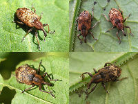 Hypera rumicis - Imagos from cocoons In 2008 I took in some cocoons of Hypera rumicis and let the beetles mature at home to document this part of the development:<br />
https://www.jungledragon.com/image/71587/hypera_rumicis_-_cocoons_with_pupae_inside.html<br />
https://www.jungledragon.com/image/71588/hypera_rumicis_-_teneral_beetle_still_in_cocoon.html<br />
https://www.jungledragon.com/image/71586/hypera_rumicis_-_pupa_and_teneral_beetle.html<br />
Curculionidae,Hypera,Hypera rumicis,Hyperinae,rumicis