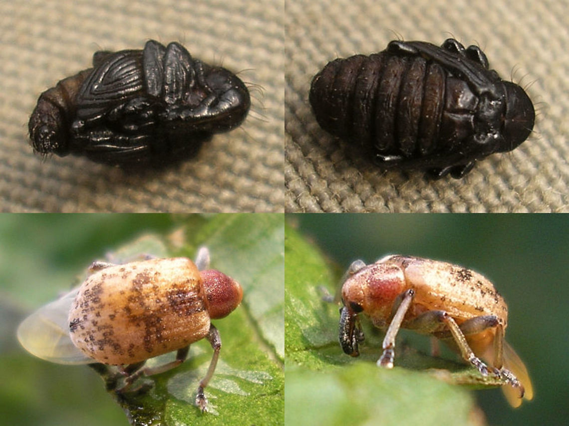 Hypera rumicis - Pupa and teneral beetle Te get a better look, I removed a pupa from its &quot;cage&quot; (cocoon) - very tough material! ...<br />
Normally pupa and teneral beetle will remain in the cocoon for protection<br />
<figure class="photo"><a href="https://www.jungledragon.com/image/71588/hypera_rumicis_-_teneral_beetle_still_in_cocoon.html" title="Hypera rumicis - Teneral beetle still in cocoon"><img src="https://s3.amazonaws.com/media.jungledragon.com/images/3043/71588_thumb.jpg?AWSAccessKeyId=05GMT0V3GWVNE7GGM1R2&Expires=1759968010&Signature=3uUUMzOEUwyq8%2BS0b6NWPVZCAJo%3D" width="200" height="150" alt="Hypera rumicis - Teneral beetle still in cocoon Normally the beetle&#039;s eclosure from the pupal skin all happens inside the cocoon so that the teneral beetle remains protected while hardening. Only after it is fully ready it will (be able to) chew through the tough cocoon and walk away into the world.  Cocoon,Curculionidae,Hypera,Hypera rumicis,Hyperinae,Teneral,rumicis" /></a></figure> Curculionidae,Hypera,Hypera rumicis,Hyperinae,Pupae,rumicis,teneral