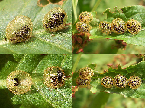 Hypera rumicis - Cocoons with pupae inside Here are some of the beetles that emerged:
https://www.jungledragon.com/image/71585/hypera_rumicis_-_imagos_from_cocoons.html
The weevils in the the subfamily Hyperinae are untypical for weevils in their development as the larvae are free living on the host plant's surface, much like most butterfly caterpillars. Most weevils develop underground or internally in the plant. The larvae also look a little bit like caterpillars. When these are ready to pupate they will create a cocoon made of secretions and pupate inside of it. The cocoons can be quite different in appearance and substance between species.
For example, here is the (empty) cocoon of Hypera arator:
https://www.jungledragon.com/image/71599/hypera_arator_-_cocoon.html Cocoon,Curculionidae,Hypera,Hypera rumicis,Hyperinae,Pupae,rumicis