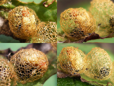 Hypera rumicis - Teneral beetle still in cocoon Normally the beetle's eclosure from the pupal skin all happens inside the cocoon so that the teneral beetle remains protected while hardening. Only after it is fully ready it will (be able to) chew through the tough cocoon and walk away into the world.  Cocoon,Curculionidae,Hypera,Hypera rumicis,Hyperinae,Teneral,rumicis