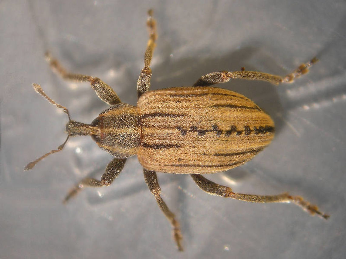 Hypera arator from cocoon Part of a series documented for this cocoon:<br />
<figure class="photo"><a href="https://www.jungledragon.com/image/71599/hypera_arator_-_cocoon.html" title="Hypera arator - Cocoon"><img src="https://s3.amazonaws.com/media.jungledragon.com/images/3043/71599_thumb.jpg?AWSAccessKeyId=05GMT0V3GWVNE7GGM1R2&Expires=1769040010&Signature=Pg19L7%2FRxMxa1A0gTxkfNIia59o%3D" width="200" height="150" alt="Hypera arator - Cocoon In 2011 I found this cocoon (just over the border in Germany( and took it home to see what would emerge (I had _no_ idea) ... turns out the cocoon of Hypera arator is very different from the cocoons of Hypera rumicis that I was already familiar with:<br />
https://www.jungledragon.com/image/71587/hypera_rumicis_-_cocoons_with_pupae_inside.html<br />
<br />
The weevils in the the subfamily Hyperinae are untypical for weevils in their development as the larvae are free living on the host plant's surface, much like most butterfly caterpillars. Most weevils develop underground or internally in the plant. The larvae also look a little bit like caterpillars. When these are ready to pupate they will create a cocoon made of secretions and pupate inside of it. The cocoons can be quite different in appearance and substance between species.<br />
Here is the rest of this series for Hypera arator:<br />
https://www.jungledragon.com/image/71601/hypera_arator_-_cocoon.html<br />
https://www.jungledragon.com/image/71602/hypera_arator_in_cocoon.html<br />
https://www.jungledragon.com/image/71603/hypera_arator_-_emerged.html<br />
https://www.jungledragon.com/image/71596/hypera_arator_from_cocoon.html<br />
https://www.jungledragon.com/image/71600/hypera_arator_-_detail_of_head.html<br />
https://www.jungledragon.com/image/71597/hypera_arator_-_dorsal.html<br />
https://www.jungledragon.com/image/71598/hypera_arator_-_lateral.html<br />
<br />
 Cocoon,Curculionidae,Hypera,Hypera arator,Hyperinae,Weevil" /></a></figure> Cocoon,Curculionidae,Hypera,Hypera arator,Hyperinae,Weevil