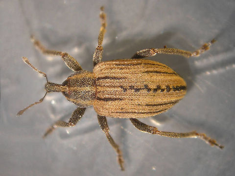 Hypera arator from cocoon Part of a series documented for this cocoon:
https://www.jungledragon.com/image/71599/hypera_arator_-_cocoon.html Cocoon,Curculionidae,Hypera,Hypera arator,Hyperinae,Weevil