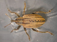 Hypera arator from cocoon Part of a series documented for this cocoon:<br />
https://www.jungledragon.com/image/71599/hypera_arator_-_cocoon.html Cocoon,Curculionidae,Hypera,Hypera arator,Hyperinae,Weevil