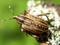 Hypera arator - dorsal Part of a series documented for this cocoon:<br />
https://www.jungledragon.com/image/71599/hypera_arator_-_cocoon.html Cocoon,Curculionidae,Hypera,Hypera arator,Hyperinae,Weevil