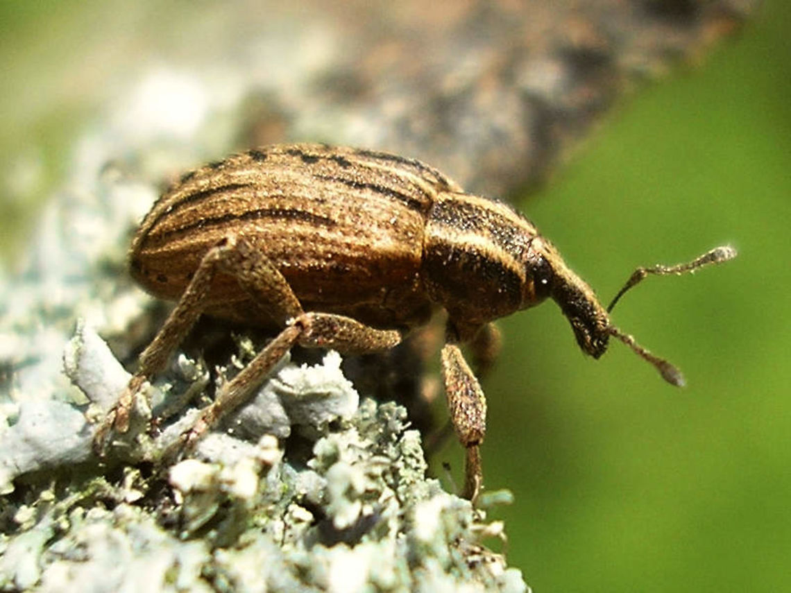 Hypera arator - lateral Part of a series documented for this cocoon:<br />
<figure class="photo"><a href="https://www.jungledragon.com/image/71599/hypera_arator_-_cocoon.html" title="Hypera arator - Cocoon"><img src="https://s3.amazonaws.com/media.jungledragon.com/images/3043/71599_thumb.jpg?AWSAccessKeyId=05GMT0V3GWVNE7GGM1R2&Expires=1769040010&Signature=Pg19L7%2FRxMxa1A0gTxkfNIia59o%3D" width="200" height="150" alt="Hypera arator - Cocoon In 2011 I found this cocoon (just over the border in Germany( and took it home to see what would emerge (I had _no_ idea) ... turns out the cocoon of Hypera arator is very different from the cocoons of Hypera rumicis that I was already familiar with:<br />
https://www.jungledragon.com/image/71587/hypera_rumicis_-_cocoons_with_pupae_inside.html<br />
<br />
The weevils in the the subfamily Hyperinae are untypical for weevils in their development as the larvae are free living on the host plant's surface, much like most butterfly caterpillars. Most weevils develop underground or internally in the plant. The larvae also look a little bit like caterpillars. When these are ready to pupate they will create a cocoon made of secretions and pupate inside of it. The cocoons can be quite different in appearance and substance between species.<br />
Here is the rest of this series for Hypera arator:<br />
https://www.jungledragon.com/image/71601/hypera_arator_-_cocoon.html<br />
https://www.jungledragon.com/image/71602/hypera_arator_in_cocoon.html<br />
https://www.jungledragon.com/image/71603/hypera_arator_-_emerged.html<br />
https://www.jungledragon.com/image/71596/hypera_arator_from_cocoon.html<br />
https://www.jungledragon.com/image/71600/hypera_arator_-_detail_of_head.html<br />
https://www.jungledragon.com/image/71597/hypera_arator_-_dorsal.html<br />
https://www.jungledragon.com/image/71598/hypera_arator_-_lateral.html<br />
<br />
 Cocoon,Curculionidae,Hypera,Hypera arator,Hyperinae,Weevil" /></a></figure> Cocoon,Curculionidae,Hypera,Hypera arator,Hyperinae,Weevil