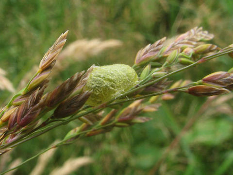 Hypera arator - Cocoon In 2011 I found this cocoon (just over the border in Germany( and took it home to see what would emerge (I had _no_ idea) ... turns out the cocoon of Hypera arator is very different from the cocoons of Hypera rumicis that I was already familiar with:
https://www.jungledragon.com/image/71587/hypera_rumicis_-_cocoons_with_pupae_inside.html

The weevils in the the subfamily Hyperinae are untypical for weevils in their development as the larvae are free living on the host plant's surface, much like most butterfly caterpillars. Most weevils develop underground or internally in the plant. The larvae also look a little bit like caterpillars. When these are ready to pupate they will create a cocoon made of secretions and pupate inside of it. The cocoons can be quite different in appearance and substance between species.
Here is the rest of this series for Hypera arator:
https://www.jungledragon.com/image/71601/hypera_arator_-_cocoon.html
https://www.jungledragon.com/image/71602/hypera_arator_in_cocoon.html
https://www.jungledragon.com/image/71603/hypera_arator_-_emerged.html
https://www.jungledragon.com/image/71596/hypera_arator_from_cocoon.html
https://www.jungledragon.com/image/71600/hypera_arator_-_detail_of_head.html
https://www.jungledragon.com/image/71597/hypera_arator_-_dorsal.html
https://www.jungledragon.com/image/71598/hypera_arator_-_lateral.html

 Cocoon,Curculionidae,Hypera,Hypera arator,Hyperinae,Weevil