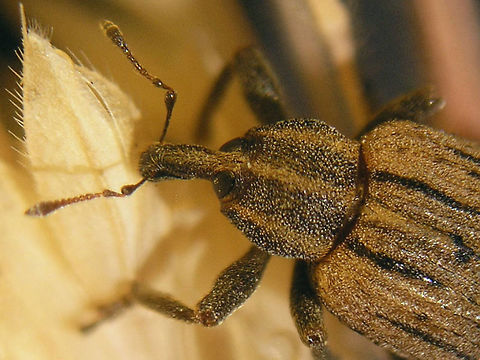 Hypera arator - Detail of head Part of a series documented for this cocoon:
https://www.jungledragon.com/image/71599/hypera_arator_-_cocoon.html Curculionidae,Hypera,Hypera arator,Hyperinae,Weevil