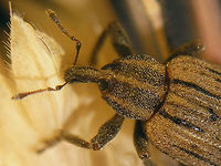 Hypera arator - Detail of head Part of a series documented for this cocoon:<br />
https://www.jungledragon.com/image/71599/hypera_arator_-_cocoon.html Curculionidae,Hypera,Hypera arator,Hyperinae,Weevil