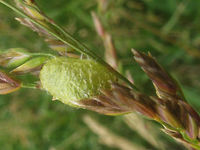 Hypera arator - Cocoon Part of a series documented for this cocoon:<br />
https://www.jungledragon.com/image/71599/hypera_arator_-_cocoon.html Cocoon,Curculionidae,Hypera,Hypera arator,Hyperinae,Weevil