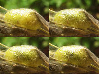 Hypera arator in cocoon You can sort of see that the beetle is ready inside the cocoon.<br />
Part of a series documented for this cocoon:<br />
https://www.jungledragon.com/image/71599/hypera_arator_-_cocoon.html Cocoon,Curculionidae,Hypera,Hypera arator,Hyperinae,Weevil