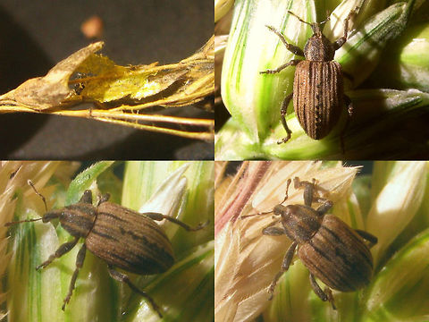 Hypera arator - Emerged Part of a series documented for this cocoon:
https://www.jungledragon.com/image/71599/hypera_arator_-_cocoon.html Cocoon,Curculionidae,Hypera,Hypera arator,Hyperinae,Weevil