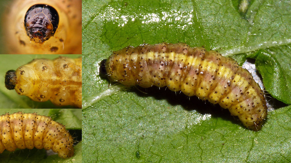 Hypera larva The only larva of a Hypera that I seem to have images of, but unfortunately not pulled through to imago, so no species ID :o(<br />
Top inset: Headstructure frontally<br />
Middle inset: Thorax ventrally - note the very rudimentary legs!<br />
Bottom inset: Terminal segments, laterally Curculionidae,Hypera,Hyperinae,Weevil