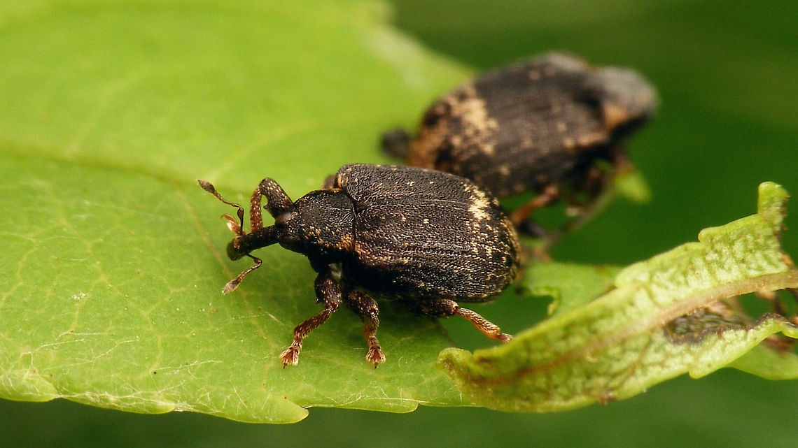 Stereonychus fraxini duo  Cionini,Curculionidae,Curculioninae,Stereonychus,Stereonychus fraxini