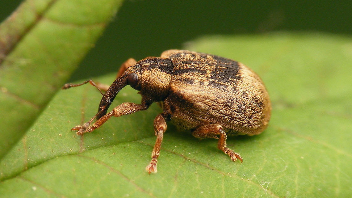 Stereonychus fraxini  Cionini,Curculionidae,Curculioninae,Stereonychus,Stereonychus fraxini