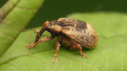 Stereonychus fraxini  Cionini,Curculionidae,Curculioninae,Stereonychus,Stereonychus fraxini
