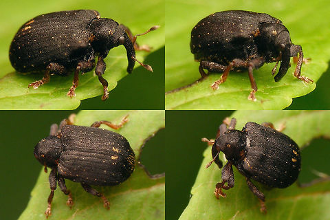 Stereonychus fraxini - Dark Rather dark colour variant Cionini,Curculionidae,Curculioninae,Stereonychus,Stereonychus fraxini