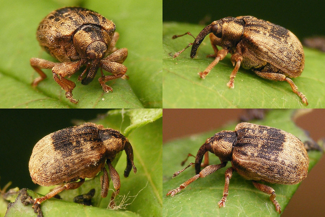 Stereonychus fraxini - Pale Fairly pale colour variant Cionini,Curculionidae,Curculioninae,Stereonychus,Stereonychus fraxini