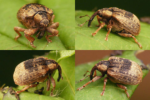 Stereonychus fraxini - Pale Fairly pale colour variant Cionini,Curculionidae,Curculioninae,Stereonychus,Stereonychus fraxini