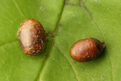 Stereonychus fraxini - Cocoons  Cionini,Cocoon,Curculionidae,Curculioninae,Stereonychus,Stereonychus fraxini