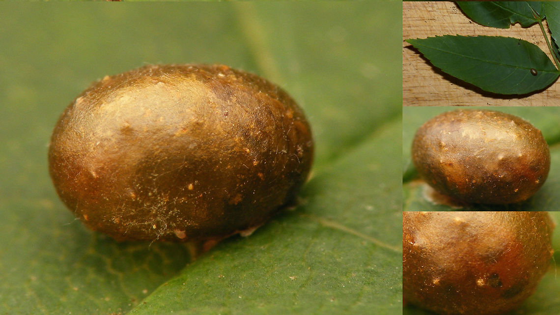 Stereonychus fraxini cocoon with parasitoid wasp inside Main image seems to be a normal cocoon, but from a different angle an orange head with large, widely spaced eyes and dark ocelli between them is already visible inside ... that&#039;s no Stereonychus fraxini, but the head of some parasitoid wasp! Cionini,Cocoon,Curculionidae,Curculioninae,Parasitoid wasp,Stereonychus,Stereonychus fraxini