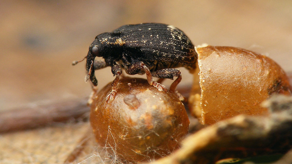 Stereonychus fraxini - Emerged Same beetle seen here during the process just before<br />
<figure class="photo"><a href="https://www.jungledragon.com/image/71629/stereonychus_fraxini_-_eclosure.html" title="Stereonychus fraxini - Eclosure"><img src="https://s3.amazonaws.com/media.jungledragon.com/images/3043/71629_thumb.jpg?AWSAccessKeyId=05GMT0V3GWVNE7GGM1R2&Expires=1769040010&Signature=wyZlhJVqdaAufX%2Fw7HwBurzMfKw%3D" width="200" height="134" alt="Stereonychus fraxini - Eclosure Same beetle, on top of the world:<br />
https://www.jungledragon.com/image/71628/stereonychus_fraxini_-_emerged.html Cionini,Curculionidae,Curculioninae,Eclosure,Stereonychus,Stereonychus fraxini" /></a></figure> Cionini,Curculionidae,Curculioninae,Stereonychus,Stereonychus fraxini