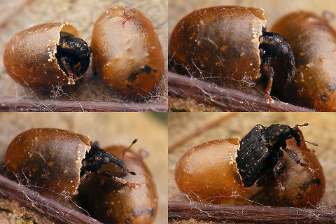 Stereonychus fraxini - Eclosure Same beetle, on top of the world:
https://www.jungledragon.com/image/71628/stereonychus_fraxini_-_emerged.html Cionini,Curculionidae,Curculioninae,Eclosure,Stereonychus,Stereonychus fraxini