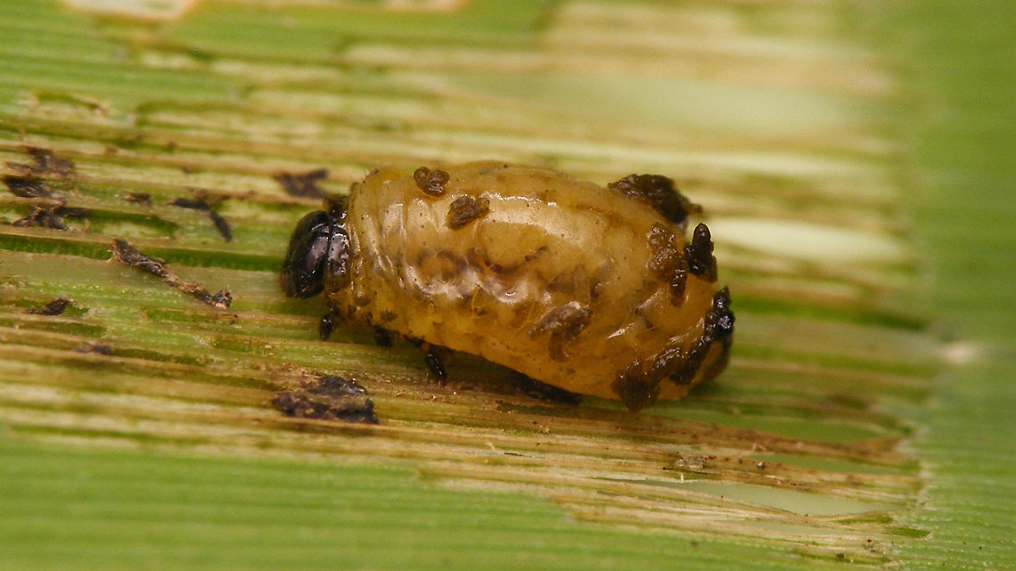 Oulema sp larva cover rubbed off Mature larva of some Oulema sp. shortly before pupating, protective cover lost (rubbed off?) Camouflage,Chrysomelidae,Criocerinae,Larva,Oulema