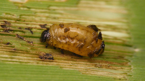 Oulema sp larva cover rubbed off Mature larva of some Oulema sp. shortly before pupating, protective cover lost (rubbed off?) Camouflage,Chrysomelidae,Criocerinae,Larva,Oulema