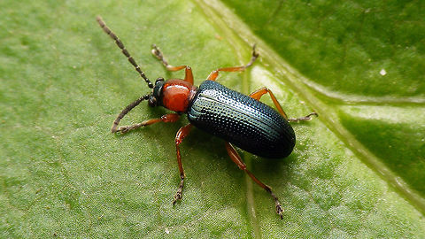 Oulema sp. One of two or three possible species in the Netherlands with this appearance. Chrysomelidae,Criocerinae,Oulema