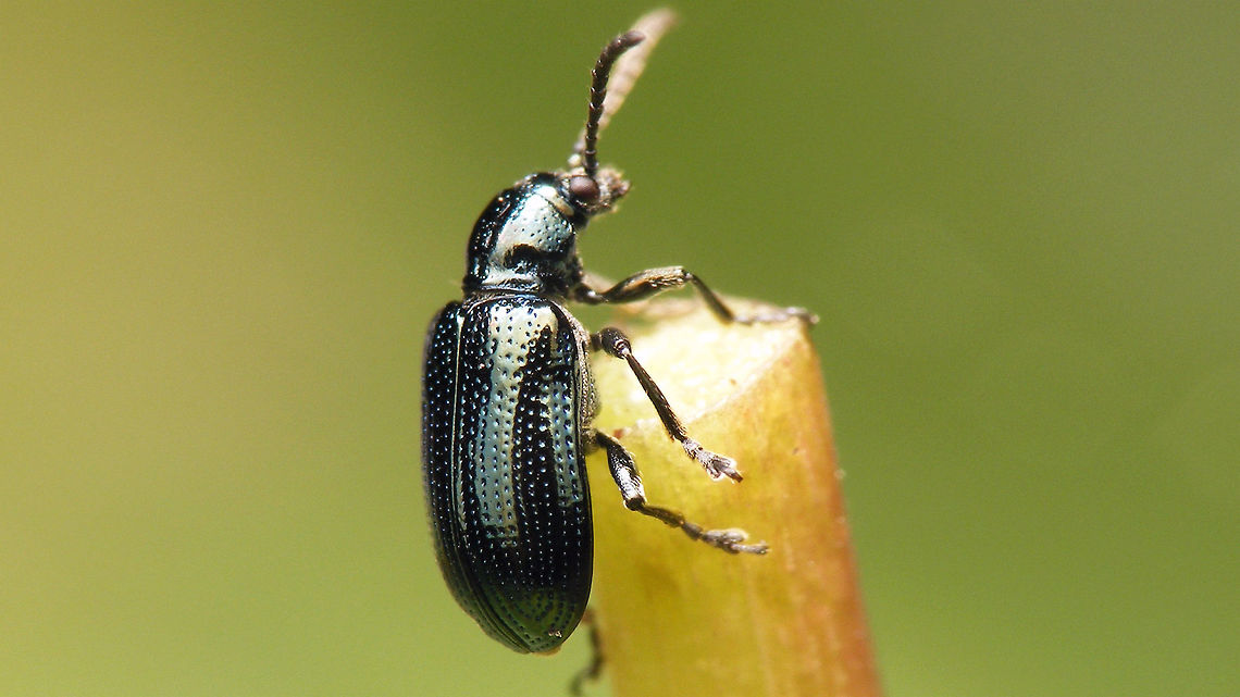 Oulema obscura  Chrysomelidae,Criocerinae,Oulema,Oulema obscura