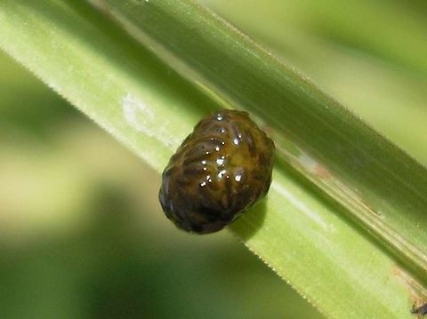 Oulema sp. faeces cover Slime cover completely filled with droppings Camouflage,Chrysomelidae,Criocerinae,Larva,Oulema