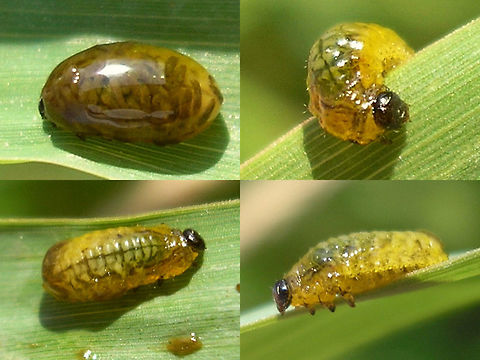 Oulema sp. larva striptease One of my first series of an Oulema larva - I removed the slime and faecal cover to show the structure of the larva Camouflage,Chrysomelidae,Criocerinae,Larva,Oulema