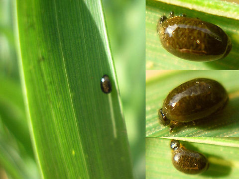 Oulema sp. larva slime and faeces Old images of Oulema larva with slime cover well filled with poo Camouflage,Chrysomelidae,Criocerinae,Larva,Oulema