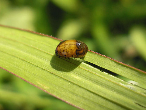 Oulema sp. larva mostly slime Oulema sp. larva with slime cover only partially filled with faeces - also note the feeding damage to the leaf Camouflage,Chrysomelidae,Criocerinae,Larva,Oulema