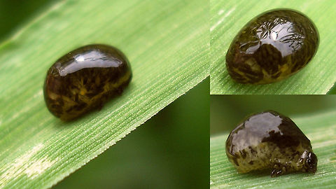 Oulema sp. larva reflections Another Oulema larva doing its best to establish an artistic performance by being very reflective *rolleyes* Camouflage,Chrysomelidae,Criocerinae,Larva,Oulema
