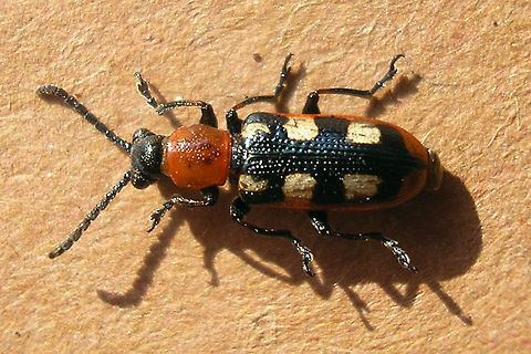 Crioceris asparagi Crioceris asparagi found dead Chrysomelidae,Common Asparagus Beetle,Criocerinae,Crioceris,Crioceris asparagi,nl: Blauwe aspergekever