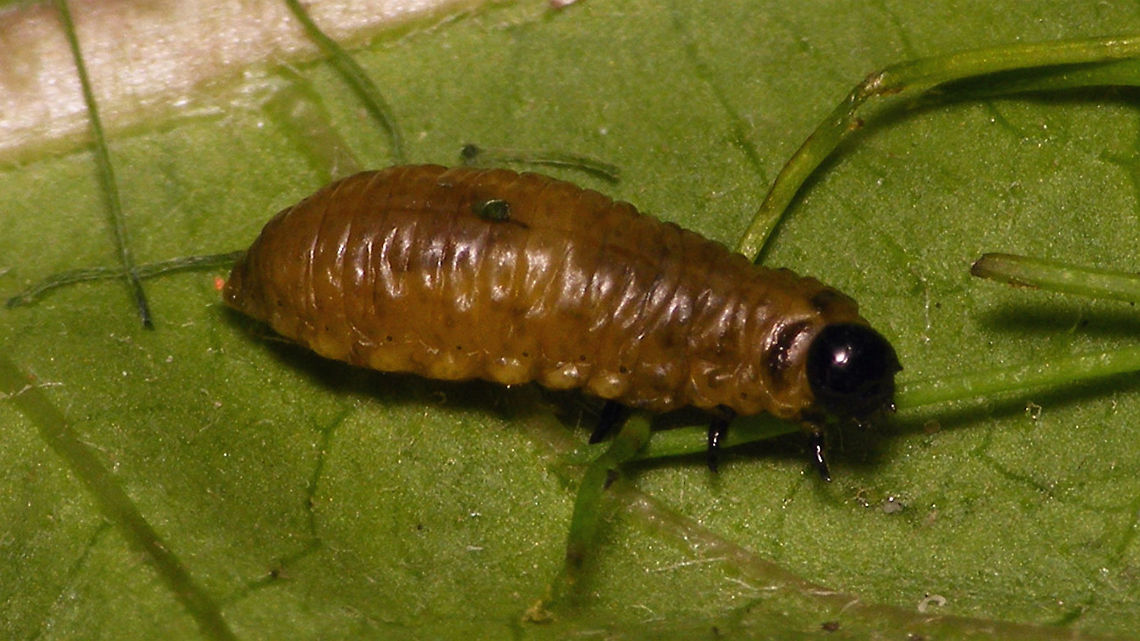 Crioceris asparagi - Larva  Chrysomelidae,Common Asparagus Beetle,Criocerinae,Crioceris,Crioceris asparagi,larva,nl: Blauwe aspergekever