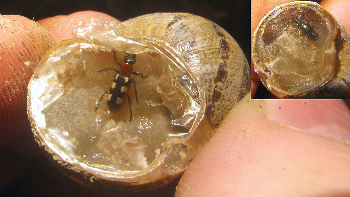 Crioceris asparagi - overwintering in a snail shell  Chrysomelidae,Common Asparagus Beetle,Criocerinae,Crioceris,Crioceris asparagi,nl: Blauwe aspergekever