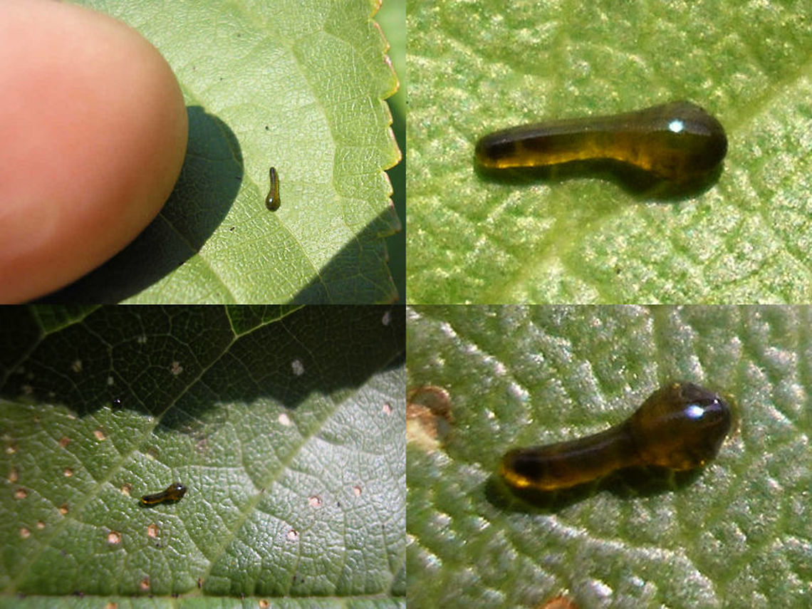 Caliroa cerasi - Younger larvae  Caliroa,Caliroa cerasi,Camouflage,Hymenoptera,Larva,Pear slug,Symphyta,Tenthredinidae