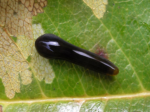 Caliroa cerasi - Larva and leaf damage  Caliroa,Caliroa cerasi,Camouflage,Hymenoptera,Larva,Pear slug,Symphyta,Tenthredinidae