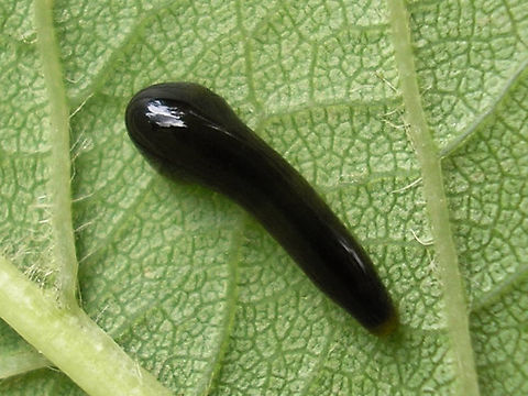 Caliroa cerasi - Larva dorsal  Caliroa,Caliroa cerasi,Camouflage,Hymenoptera,Larva,Pear slug,Symphyta,Tenthredinidae