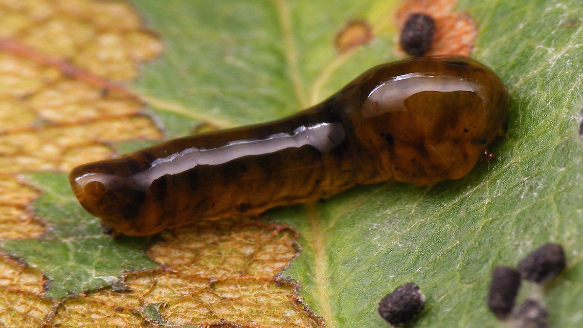 Caliroa cerasi - Larva lateral Same larva, frontal:<br />
<figure class="photo"><a href="https://www.jungledragon.com/image/71723/caliroa_cerasi_-_larva_frontal.html" title="Caliroa cerasi - Larva frontal"><img src="https://s3.amazonaws.com/media.jungledragon.com/images/3043/71723_thumb.jpg?AWSAccessKeyId=05GMT0V3GWVNE7GGM1R2&Expires=1767225610&Signature=NUg3RCjnzdxAQ8rIzHElh4g%2FviU%3D" width="200" height="114" alt="Caliroa cerasi - Larva frontal Same larva lateral:<br />
https://www.jungledragon.com/image/71722/caliroa_cerasi_-_larva_lateral.html Caliroa,Caliroa cerasi,Camouflage,Hymenoptera,Larva,Pear slug,Symphyta,Tenthredinidae" /></a></figure> Caliroa,Caliroa cerasi,Camouflage,Hymenoptera,Larva,Pear slug,Symphyta,Tenthredinidae