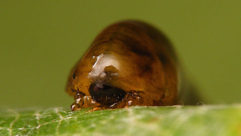 Caliroa cerasi - Larva frontal Same larva lateral:
https://www.jungledragon.com/image/71722/caliroa_cerasi_-_larva_lateral.html Caliroa,Caliroa cerasi,Camouflage,Hymenoptera,Larva,Pear slug,Symphyta,Tenthredinidae