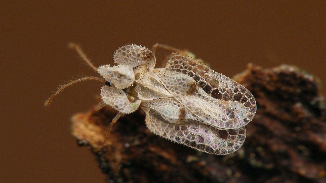 Corythucha ciliata My first images of this species from the Netherlands, found under bark of a Sycamore/Plane tree (Platanus) on the Vrijthof in Maastricht (one of the few currently known populations in the Netherlands) <br />
<figure class="photo"><a href="https://www.jungledragon.com/image/71888/corythucha_ciliata.html" title="Corythucha ciliata"><img src="https://s3.amazonaws.com/media.jungledragon.com/images/3043/71888_thumb.jpg?AWSAccessKeyId=05GMT0V3GWVNE7GGM1R2&Expires=1770854410&Signature=p05EXJCF7BwSI%2FjAGeAYjj5XyOE%3D" width="200" height="150" alt="Corythucha ciliata My first images of this species from the Netherlands, found under bark of a Sycamore/Plane tree (Platanus) on the Vrijthof in Maastricht (one of the few currently known populations in the Netherlands) <br />
https://www.jungledragon.com/image/71887/corythucha_ciliata.html Corythucha,Corythucha ciliata,Heteroptera,Lacebug,Tingidae,invasive species,nl: Platanennetwants" /></a></figure> Corythucha,Corythucha ciliata,Heteroptera,Lacebug,Tingidae,invasive species,nl: Platanennetwants