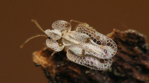 Corythucha ciliata My first images of this species from the Netherlands, found under bark of a Sycamore/Plane tree (Platanus) on the Vrijthof in Maastricht (one of the few currently known populations in the Netherlands) 
https://www.jungledragon.com/image/71888/corythucha_ciliata.html Corythucha,Corythucha ciliata,Heteroptera,Lacebug,Tingidae,invasive species,nl: Platanennetwants